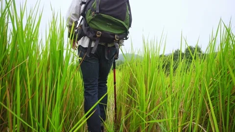 A man with backpacks hiking in forest Stock Footage 194480870
