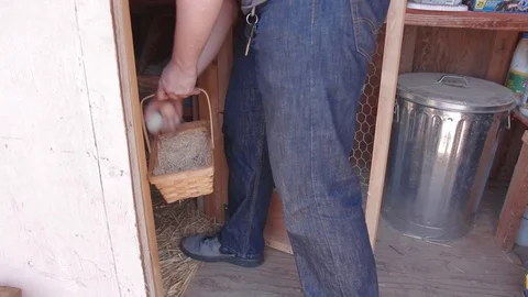 A Man in a Backyard Chicken Coop Putting Chicken Eggs in a Basket Video stock 125882817