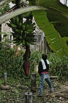 Man &amp; Bananas 스톡 사진