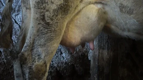 A man in a barn takes a milk sample from a cow Video stock 144889253