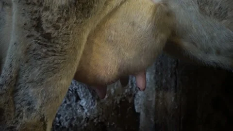 A man in a barn takes a milk sample from a cow Stock Footage 144889331