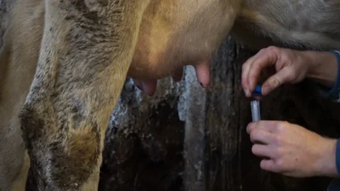 A man in a barn takes a milk sample from a cow Stock Footage 144889795