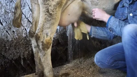 A man in a barn takes a milk sample from a cow Stock Footage 144890823