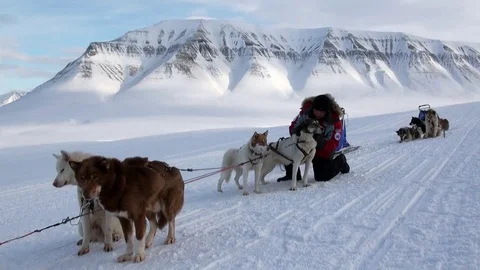 Man at base of dog sled team husky eskimo on North Pole in Arctic. 库存影片 81748638