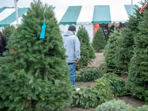 Man in baseball cap does Christmas Xmas tree shopping in tree market with Stock Photos