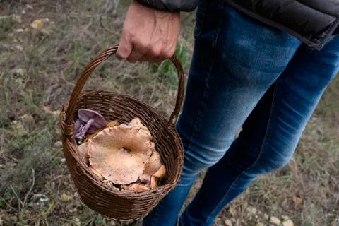 Man with a basket full of red pine mushrooms Stock Photos