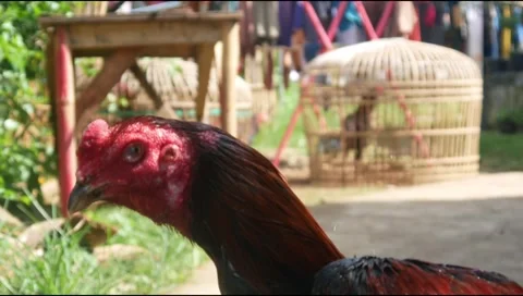 Man is bathing a Bangkok rooster Stock Footage 311272214