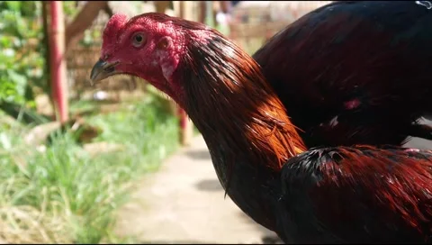 Man is bathing a Bangkok rooster Stock Footage 311272215