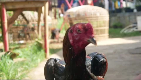 Man is bathing a Bangkok rooster Stock Footage 311272216