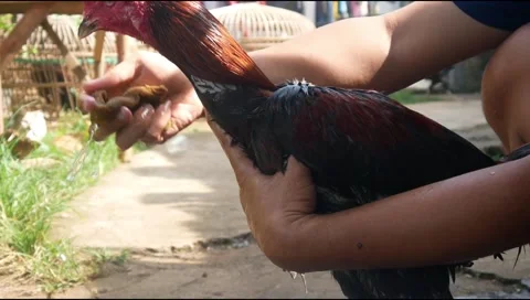 Man is bathing a Bangkok rooster Stock Footage 311272235