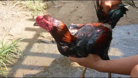 Man is bathing a Bangkok rooster Stock Footage 311272236