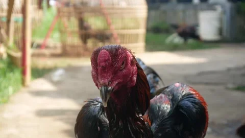 Man is bathing a Bangkok rooster Stock Footage 311272250