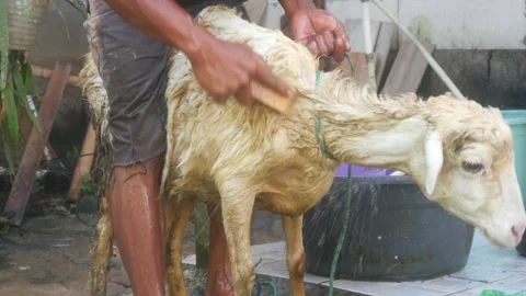 A man is bathing a sheep on a traditional farm. Stock Footage 331591137
