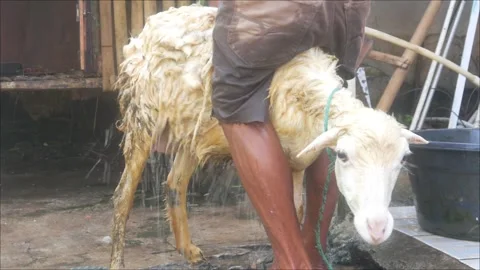 A man is bathing a sheep on a traditional farm. Stock Footage 331591165