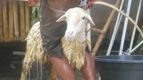 A man is bathing a sheep on a traditional farm. Stock Footage 331591191