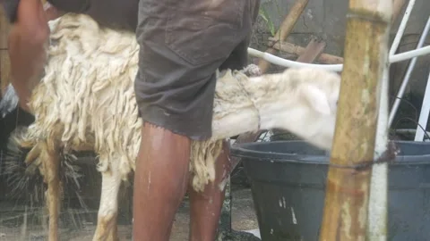 A man is bathing a sheep on a traditional farm. Stock Footage 331591193