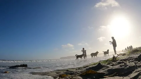 Man of beach playing fetch with 3 dogs, silhouetted by late day sun Stock Footage 196263932