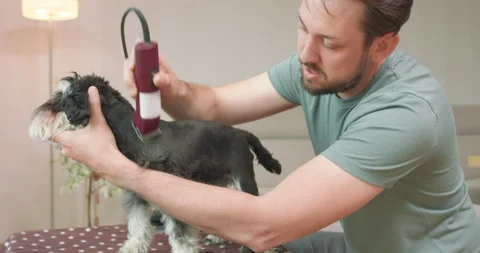 The man with beard and mustashes is clips a yorkshire terrier with a clipper Stock Footage 140138663