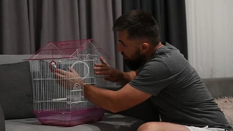 A man with a beard caught a parrot in a cage, a scary parrot. Video stock 330995407