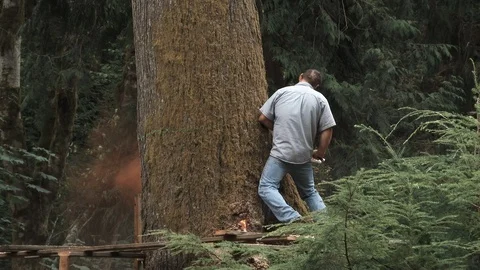 Man Begins Cutting Down Large Tree In Forest Stock Footage 114129917