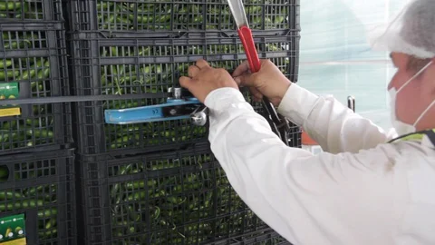 Man from behind preparing boxes of chili peppers for sale 스톡 동영상 130042805