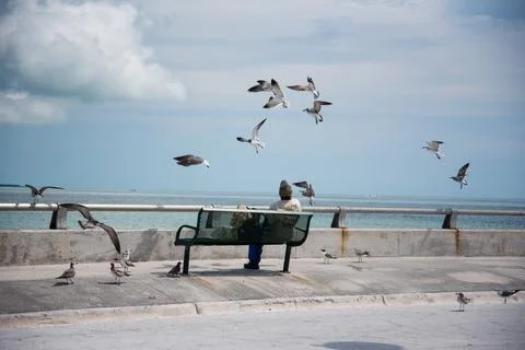 Man on bench with seagulls flocking him near tropical waters Stock Photos