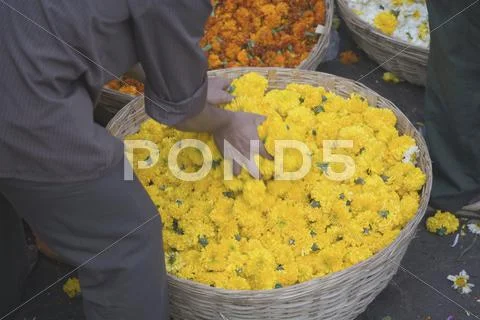 Man bending over basket of flowers at market, Mumbai, India Stock Photos