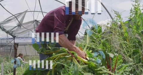 Man bending over raised bed and gripping plant base triggers harvesting leafy Video stock 320506252