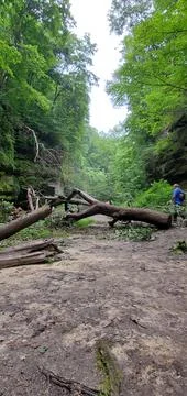 A Man Beside A Broken Trees Foto stock