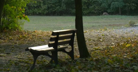 Man on a Bicycle Has Passed By Camera Empty Bench at the Park Green Meadow Stock Footage 55419518