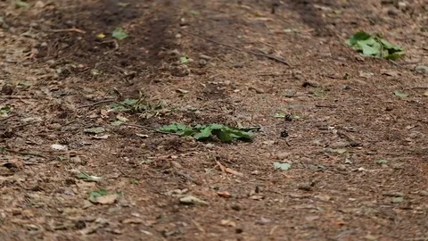 Man on bicycle rides away in forest Stock Footage 77383365
