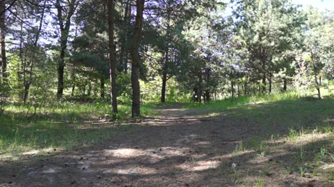Man on bicycle rides fast on a forest path. Stock-Footage 37974307