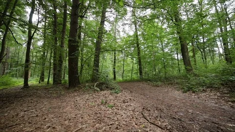 Man on bicycle rides past in forest Stock Footage 77384147