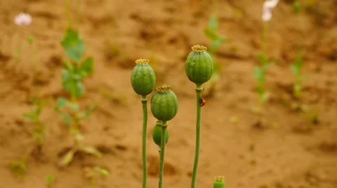 Man big hand break green poppy head. Field with green Papaver somniferum, Stock Footage 65527003