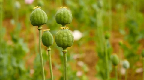 Man big hand touch and break green poppy head in field. The quality check. Stock Footage 65527460