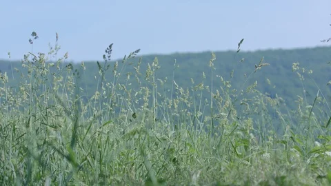 The man with the bike in the field. Video stock 95941780