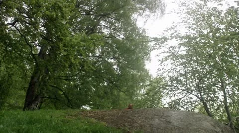 Man biking in a park Stock Footage 11340432