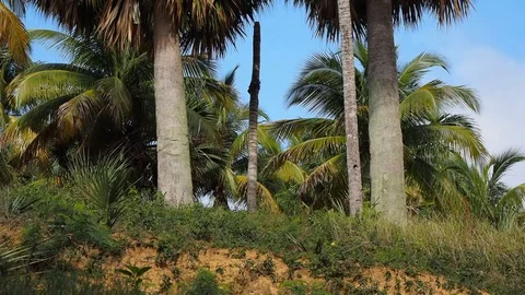 Man biking through a tropical forest. Stock Footage 124961207