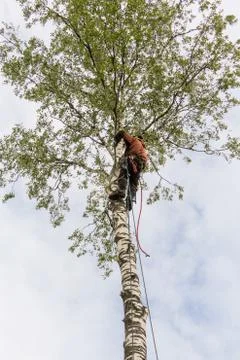 The man on the birch. Stock Photos