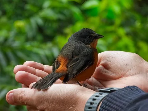 Man with bird in hands Stock Photos