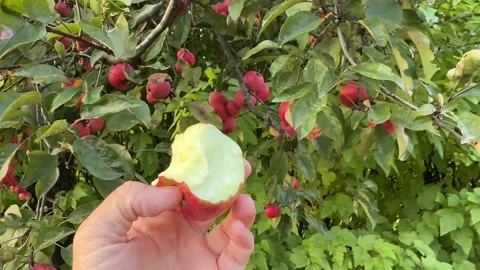 The man bit into a small red apple picked straight from an apple tree. The .. Stock Footage 318288909