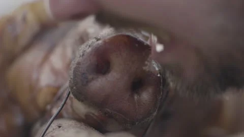 Man biting and snatching a piece of skin from the snout of a pig perched on Stock Footage 148258222