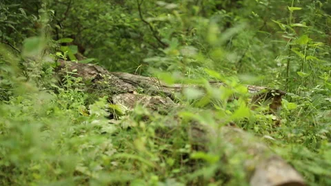 A man in black army shoes and camouflage clothes steps over a log, legs closeup Stock Footage 113932353