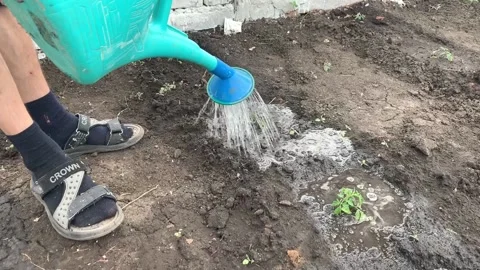 Man in black socks watering a vegetable garden from a plastic watering can Stock Footage 157473442