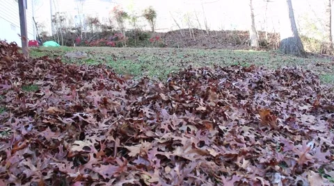 Man blowing leaves towards the camera Stock Footage 45117450