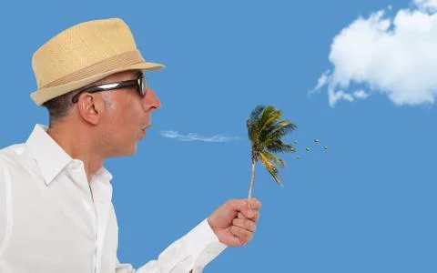 Man blowing a small palm tree with coconuts Stock Photos