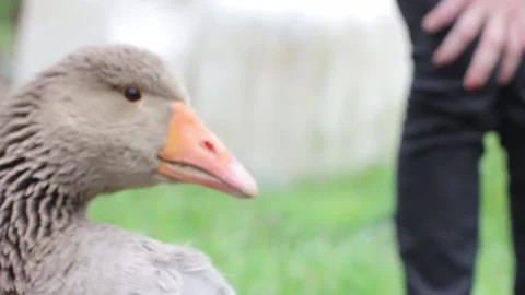A man blows against a goose. Stock Footage 155075674