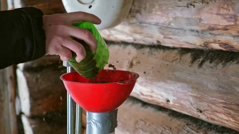 A man blows nuts from small debris using DIY device to extract cedar nuts from Видео 179144815