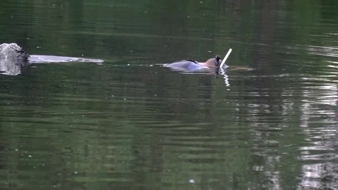 A man in blue aqualung lies in the water and then dives Stock Footage