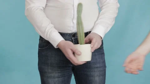 A man on a blue background changes pots with cacti, a small cactus is replaced Stock Footage 195973180